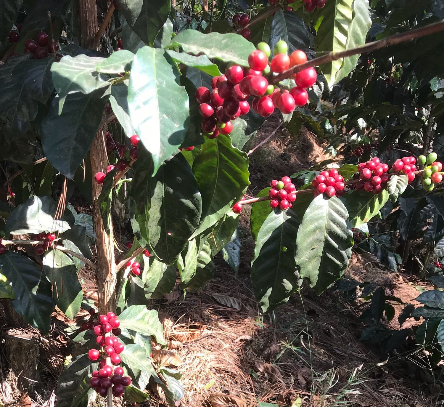 Grano entero / Whole beans