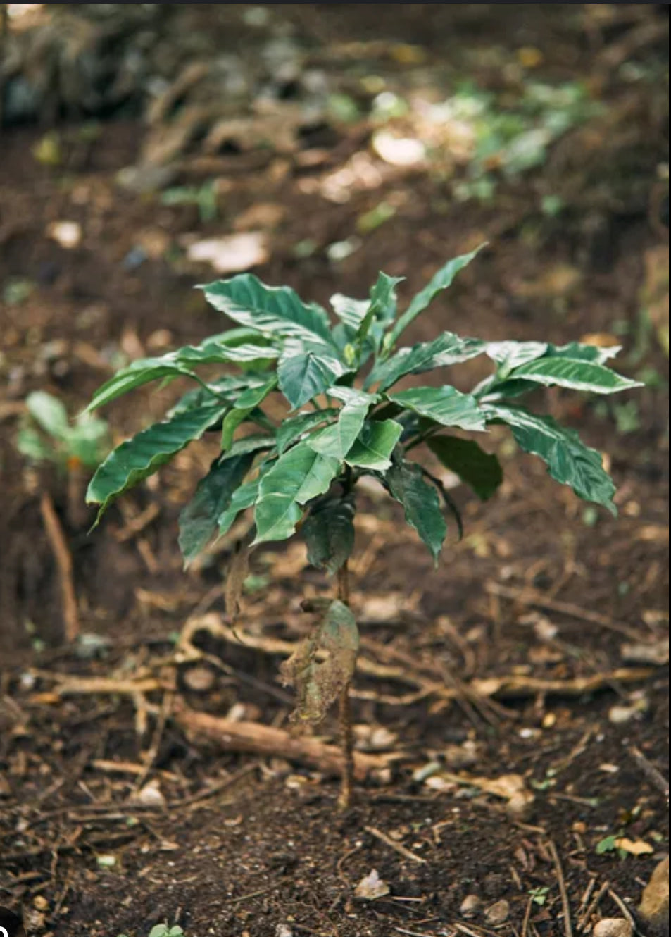 ANACAFE 14-                               Whole beans                  Caramel, Red Apple,Green Apple