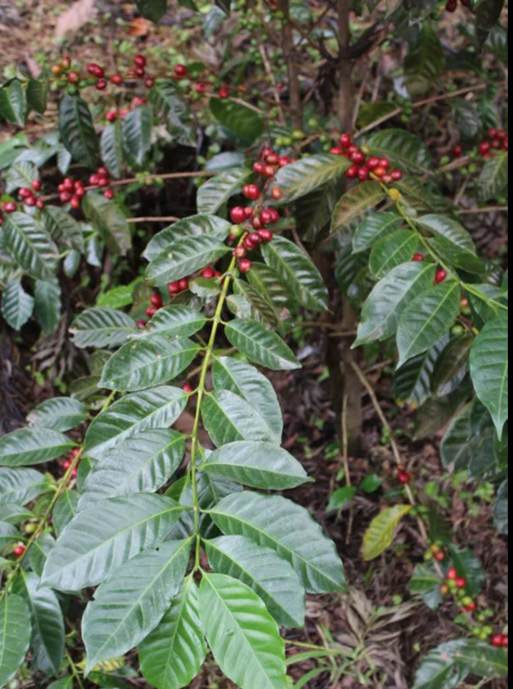 GEISHA RESERVA-                Whole beans LIMITED Quantity
